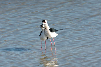 Faune des marais<br>NIKON D200, 500 mm, 200 ISO,  1/250 sec,  f : 6.3 